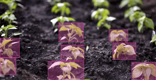 Optimizing Data Annotation for Precision Agriculture